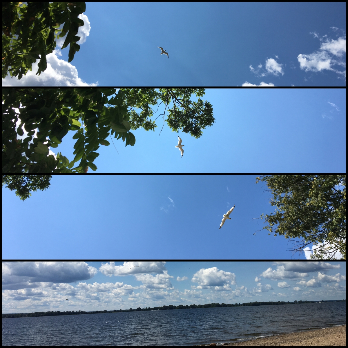 Seagull flying over Lake Champlain