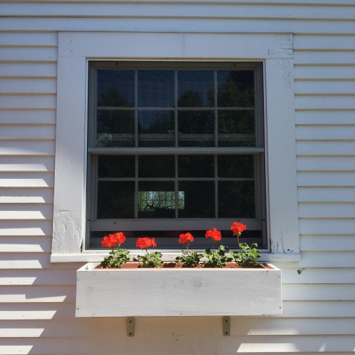 flowers in a windowbox